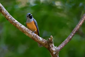 Monarch: Black-faced Monarch - Foraging in rainforest -