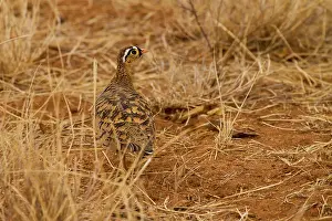 Faced: Black-faced Sand Grouse