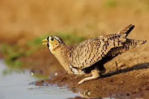 Mare: black-faced sandgrouse (Pterocles decoratus)