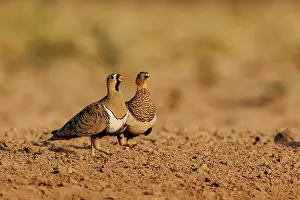 Mare: black-faced sandgrouse (Pterocles decoratus)