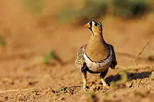 Mare: black-faced sandgrouse (Pterocles decoratus)