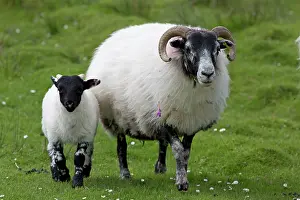 Ewes: Black Faced Sheep