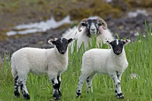 Ewes: Black Faced Sheep