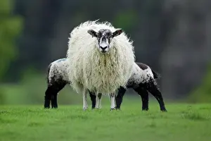 Familes: Black-faced Sheep - Ewe suckling two lambs on meadow