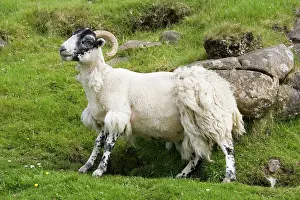 Rubbing: Black-faced sheep rubbing off fleece against rock