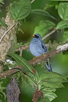 Solitaire: Black-faced solitaire Myadestes melanops A bird in the