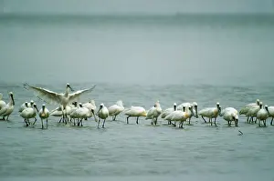Hong: Black-faced Spoonbill