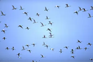 Spoonbills: Black-Faced Spoonbill - flock in flight
