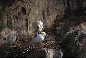 Spoonbills: Black-Faced Spoonbills - pair on nest