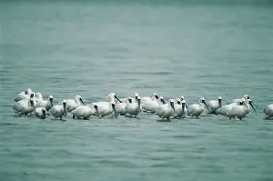 Hong: Black-faced Spoonbills - small flock wading, some
