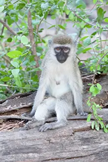 Aethiops: Black-faced Vervet Monkey