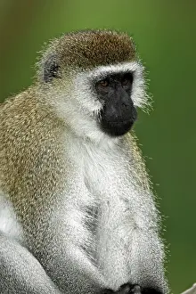 Vervet: Black-faced Vervet Monkey, Lake Nakuru National