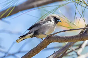 Woodswallow: Black-faced Wood-swallow