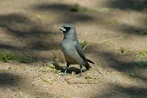 Woodswallow: Black-faced Woodswallow