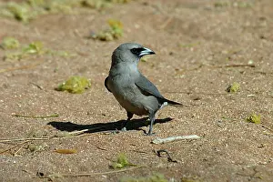 Woodswallow: Black-faced Woodswallow