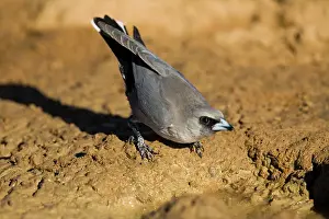 Woodswallow: Black-faced Woodswallow drinking
