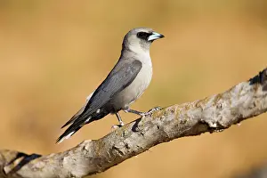 Woodswallow: Black-faced Woodswallow perched