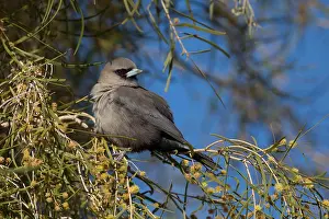 Faced: Black-faced Woodswallow - Perched in a flowering