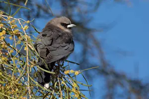 Faced: Black-faced Woodswallow - Perched in a flowering