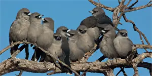 Huddled: Black-faced Woodswallows - eleven birds roosting