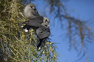 Preen: Black-faced Woodswallows - Perched in a flowering