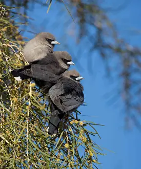 Faced: Black-faced Woodswallows - resting while perched