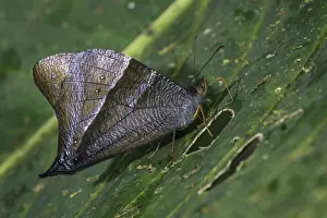 Risaralda: Black Falcon butterfly (Corades pannonia) Tatama