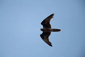 Uncommon: Black Falcon - An uncommon raptor of the arid interior