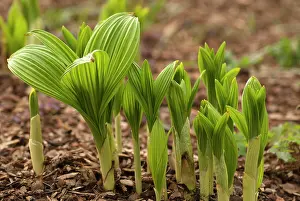 Hellebore: Black false hellebore, Veratrum nigrum, A group