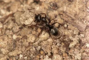 Jaws: Black Field Ant