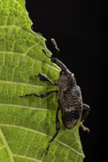 Weevil: Black fig weevil (Aclees taiwanensis) climbing the