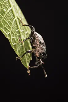 Dangerous: Black fig weevil (Aclees taiwanensis) descend the common fig (Ficus carica) leaf by night