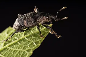 Weevil: Black fig weevil (Aclees taiwanensis) walking on