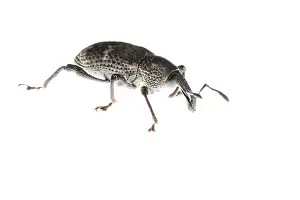 Dangerous: Black fig weevil (Aclees taiwanensis) against a white background, Liguria, Italy
