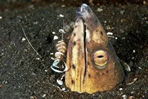 Shellfishes: Black finned Sand Eel / Snake Eel - with Magnificent Shrimp