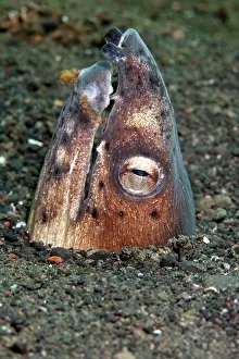 Ophichthus: Black Finned Sand / Snake Eel