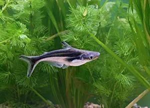 Catfishes: Black-finned shark / Catfish - side view by weeds