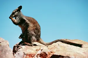 Flanked: Black-flanked Rock Wallaby