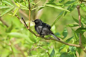 Ecuadoran: Black Flowerpiercer