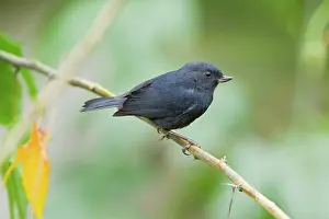 Ecuadoran: Black Flowerpiercer