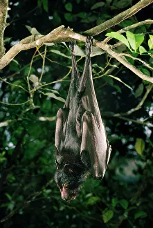 Pteropus: Black Flying Fox