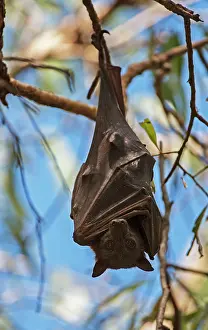 Pteropus: Black Flying Fox