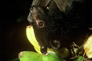 Pteropus: Black Flying Fox - close-up of head
