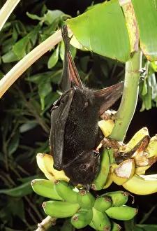 Pteropus: Black Flying Fox / Fruit Bat - Male
