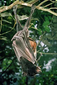 Pteropus: Black Flying Fox - Largest Austalian Fruit bat
