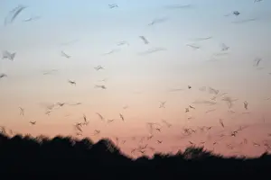 Crepuscular: Black Flying Fox - leaving the diurnal dormitiory