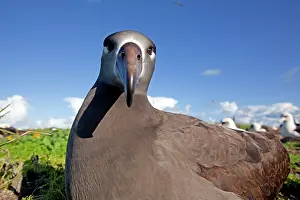Nigripes: Black-footed Albatross