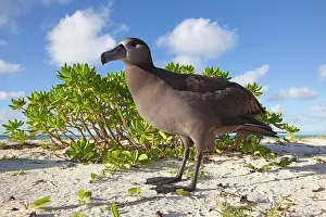 Nigripes: Black-footed Albatross