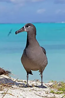 Nigripes: Black-footed Albatross