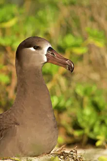 Nigripes: Black-footed Albatross